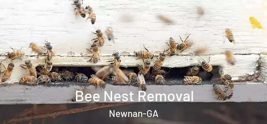 Bee Nest Removal Newnan-GA