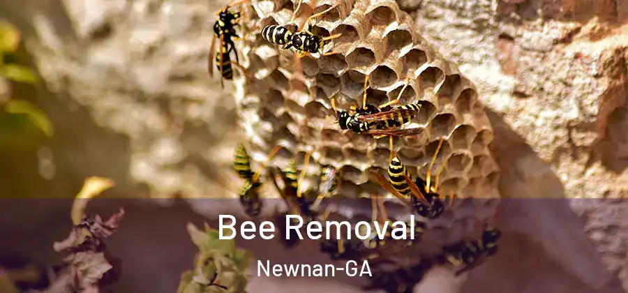 Bee Removal Newnan-GA