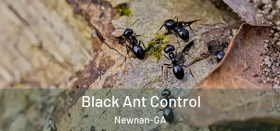  Black Ant Control Newnan-GA