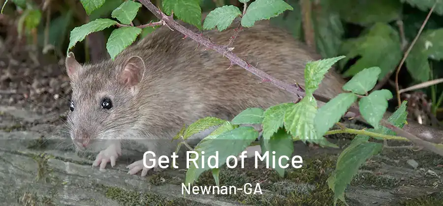 Get Rid of Mice Newnan-GA