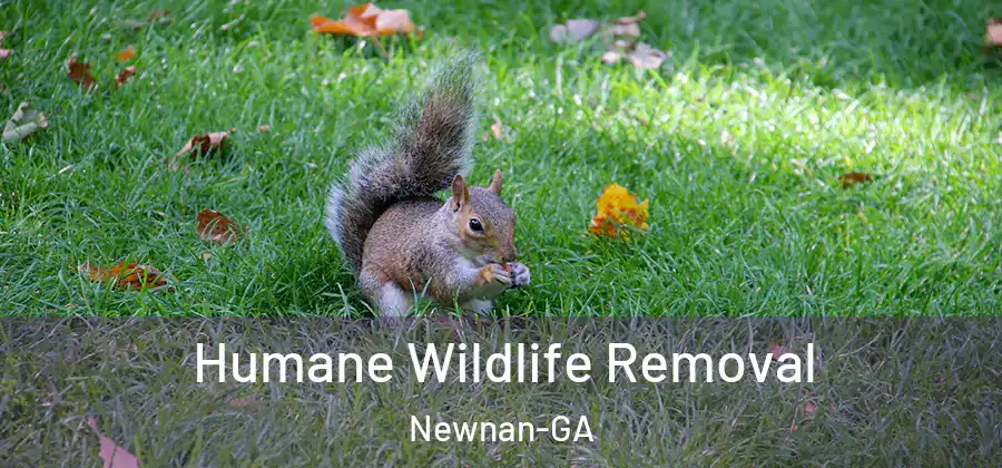 Humane Wildlife Removal Newnan-GA