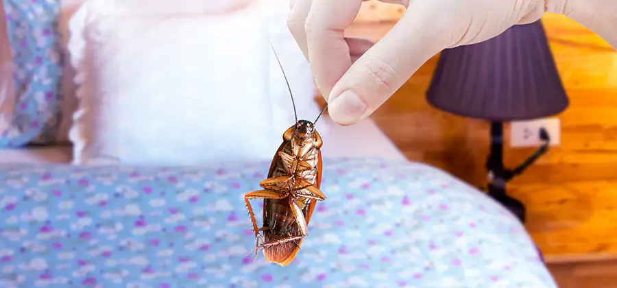 Fast Roach Elimination in Newnan
