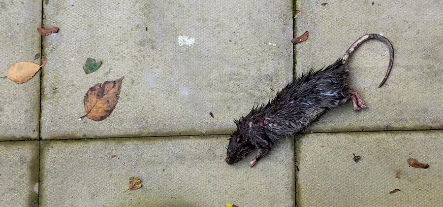 Mice in the Attic Removal in Newnan