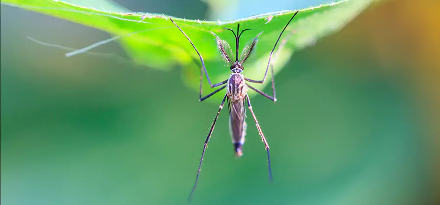 Pest and Mosquito Control for Yard and Patio in Newnan
