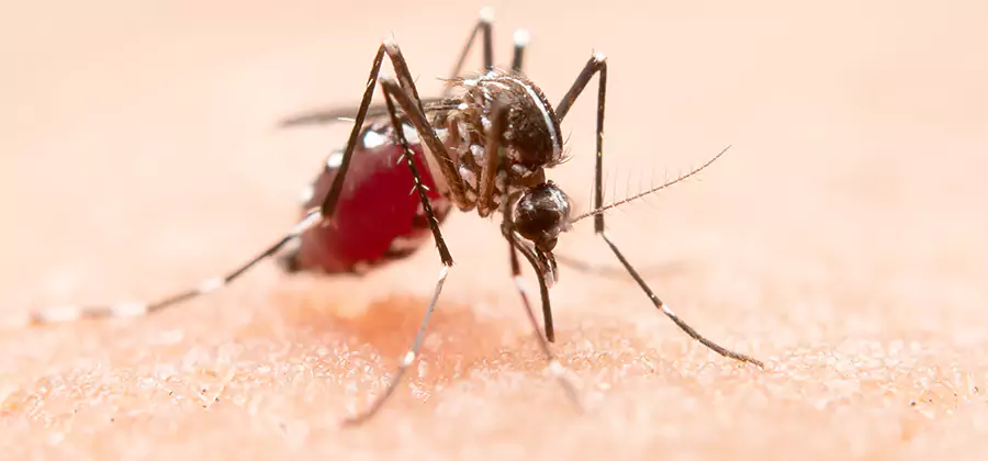 Pond Mosquito Control and Water Treatment in Newnan