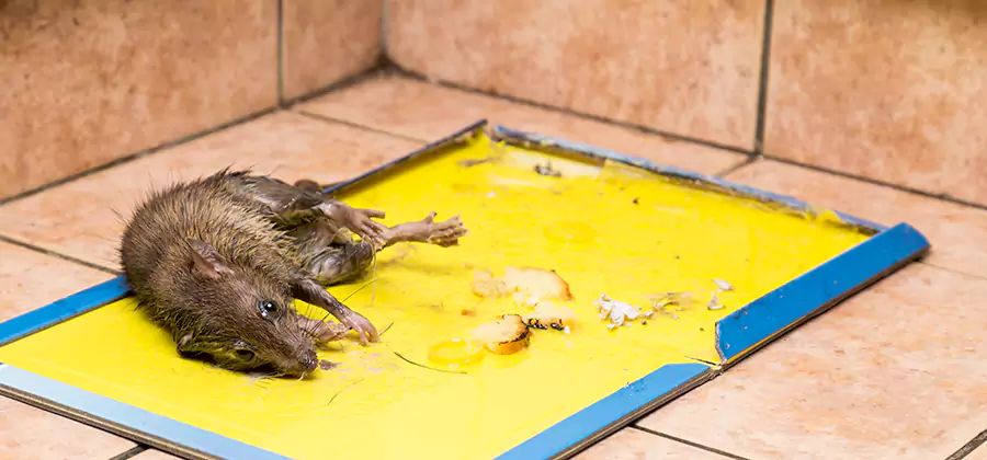 Rat Trapping Service In Newnan