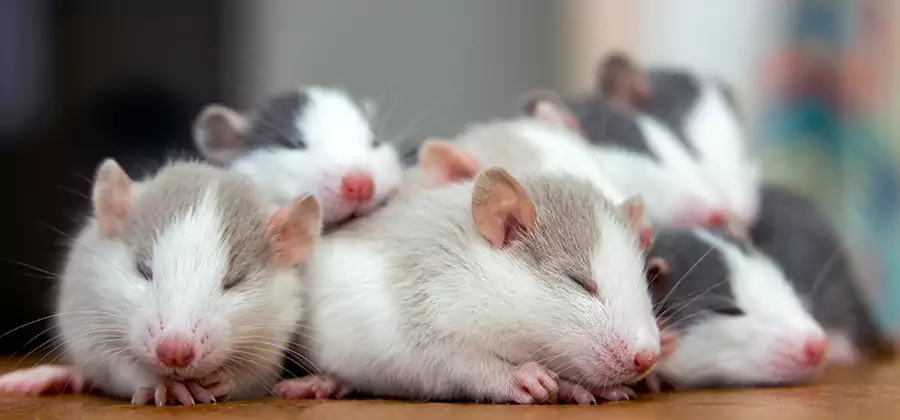 Rat Infestation Exclusion Service in Newnan