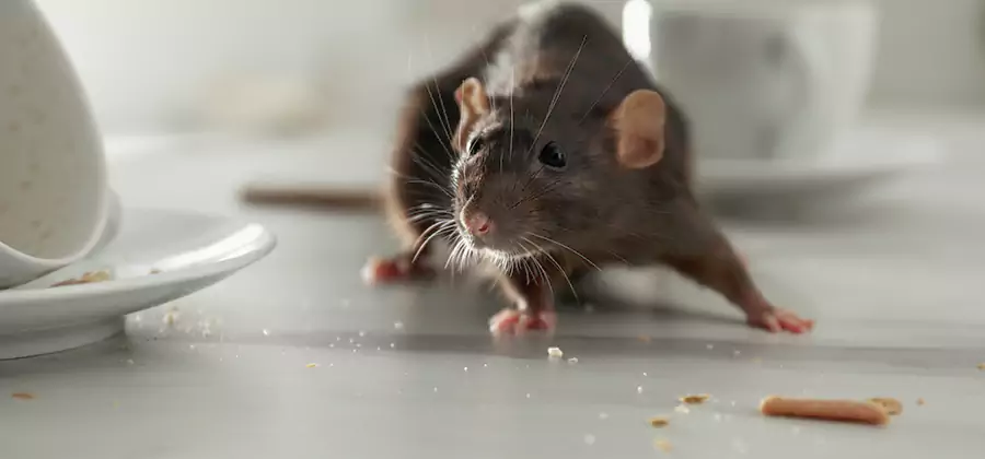 Attic Rat Exclusion Service in Newnan