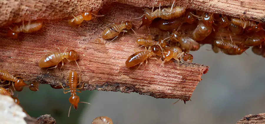 Wood Preservation Termite Treatment in Newnan