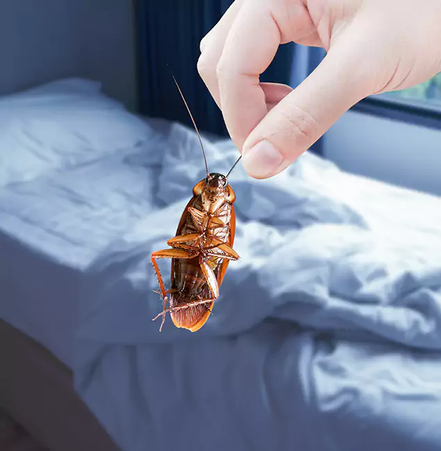 Why Choose Newnan Pest Control Pro for Bed Bug Extermination in Newnan, GA?