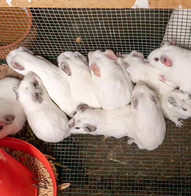 Why Newnan Pest Control Pro Is the Trusted Choice in Newnan, GA?