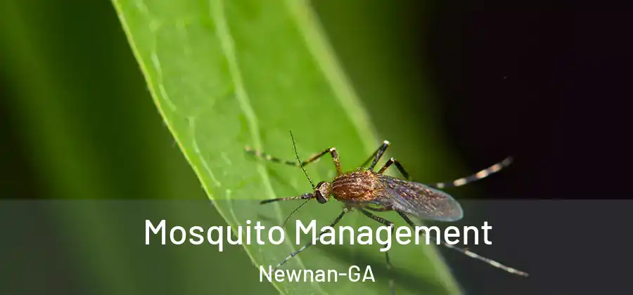 Mosquito Management Newnan-GA