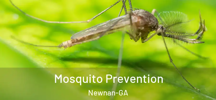  Mosquito Prevention Newnan-GA