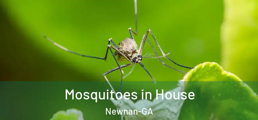 Mosquitoes in House Newnan-GA