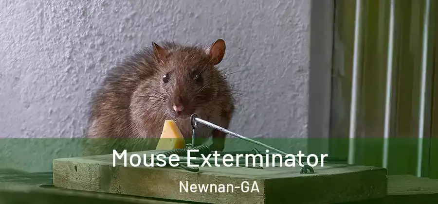 Mouse Exterminator Newnan-GA