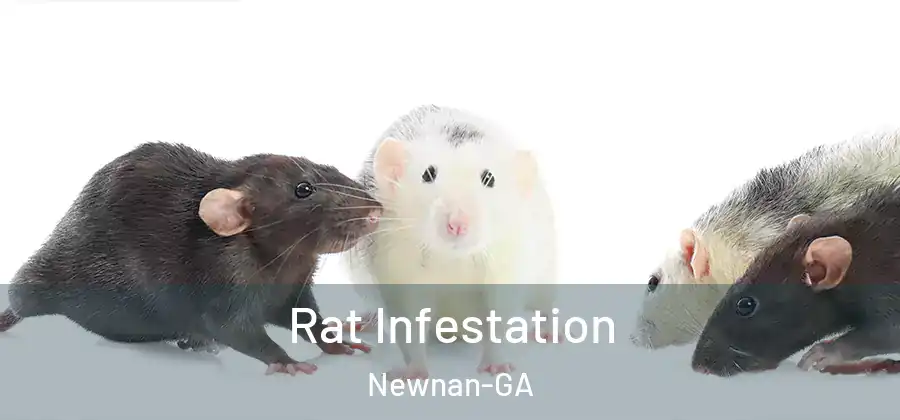 Rat Infestation Newnan-GA