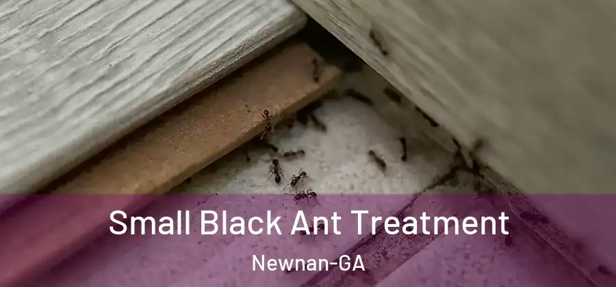 Small Black Ant Treatment Newnan-GA
