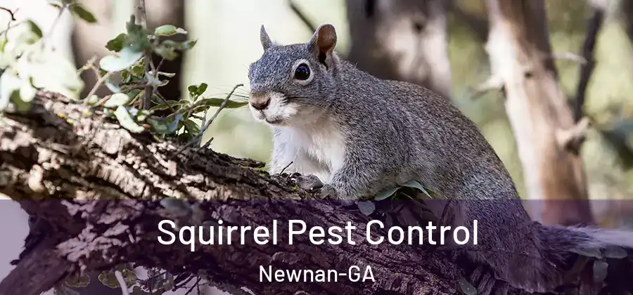 Squirrel Pest Control Newnan-GA