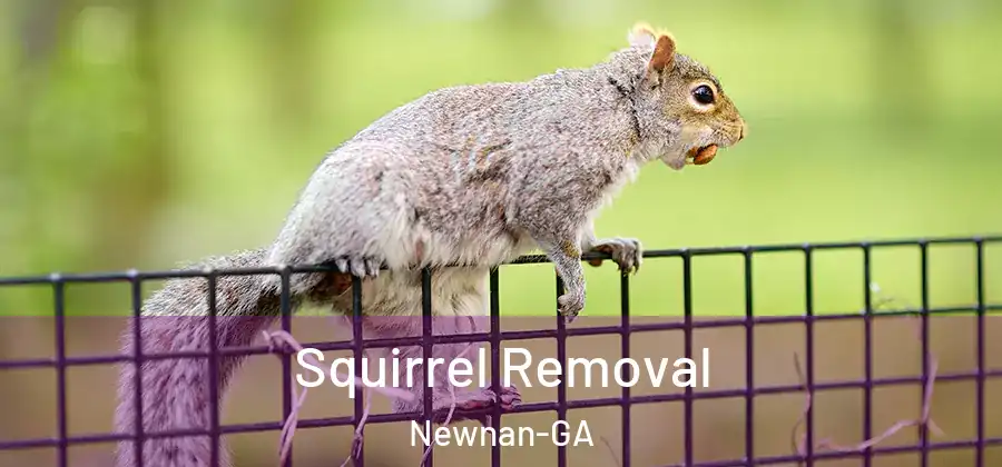 Squirrel Removal Newnan-GA