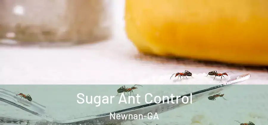  Sugar Ant Control Newnan-GA