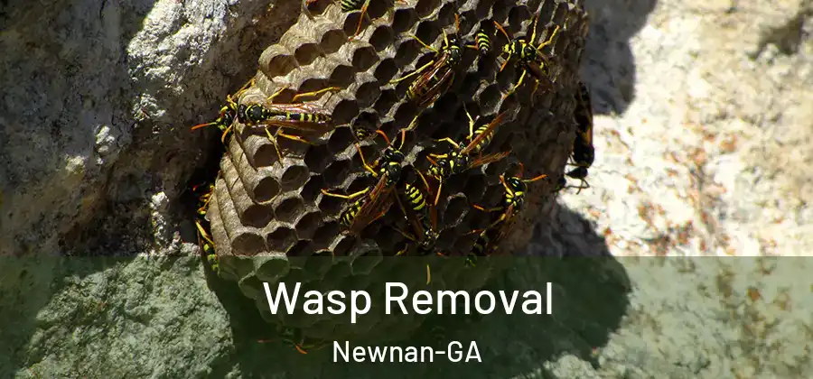  Wasp Removal Newnan-GA